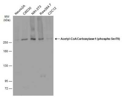 Western Blot: Acetyl-CoA Carboxylase alpha/ACACA [p Ser79] Antibody [NBP3-13324]